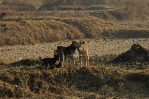 An INDog family in a tribal hamlet near Similipal Tiger Reserve, Odisha