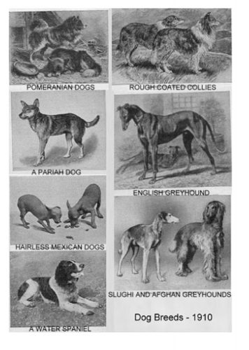 Dog breeds from Harmsworth Natural History (1910) Source of this image: http://messybeast.com/history/1910dogs.htm