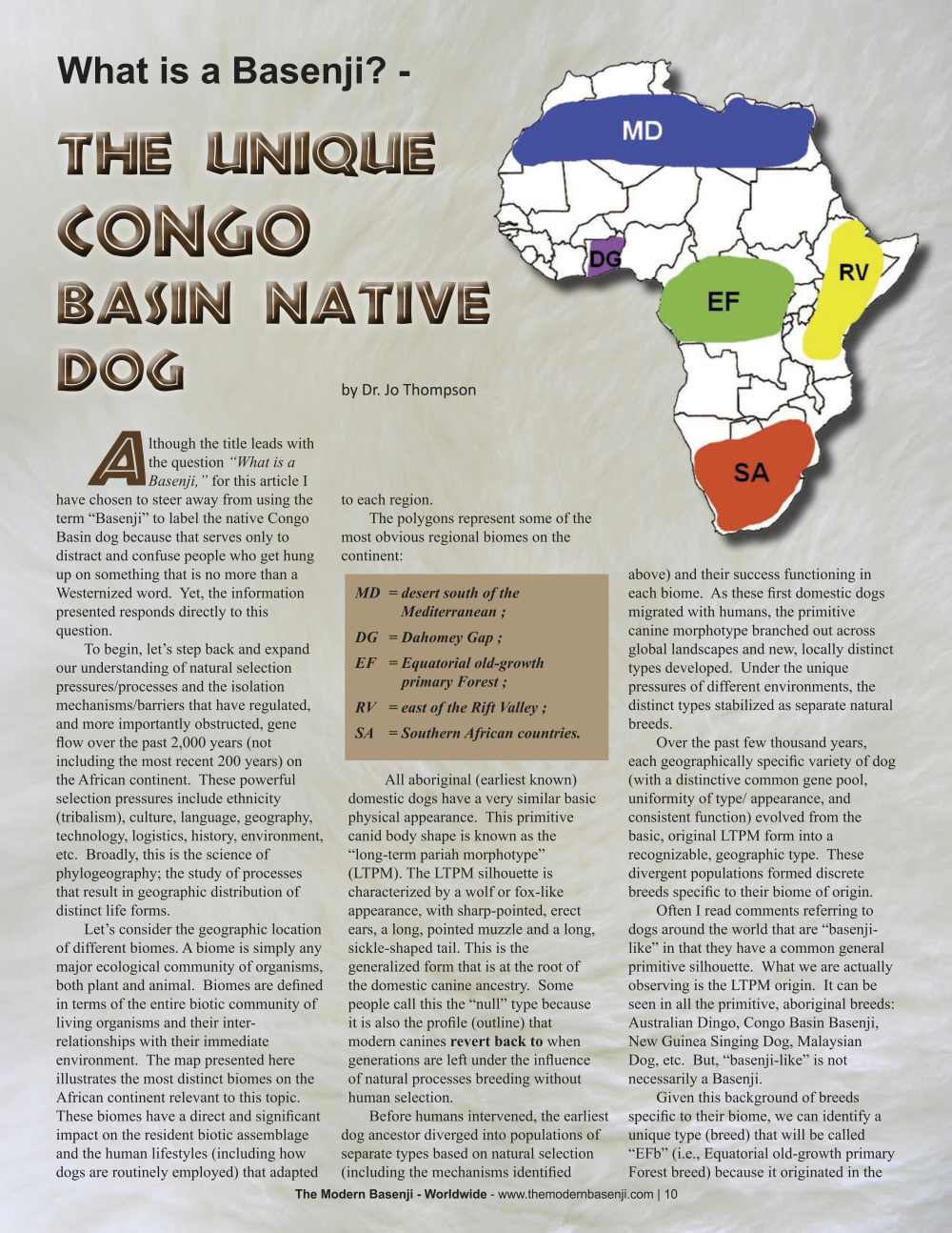 What is Basenji? - The Unique Congo Basin Native Dog