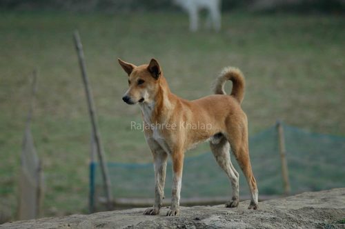 A pet INDog in a village in the Sundarbans area of Eastern India