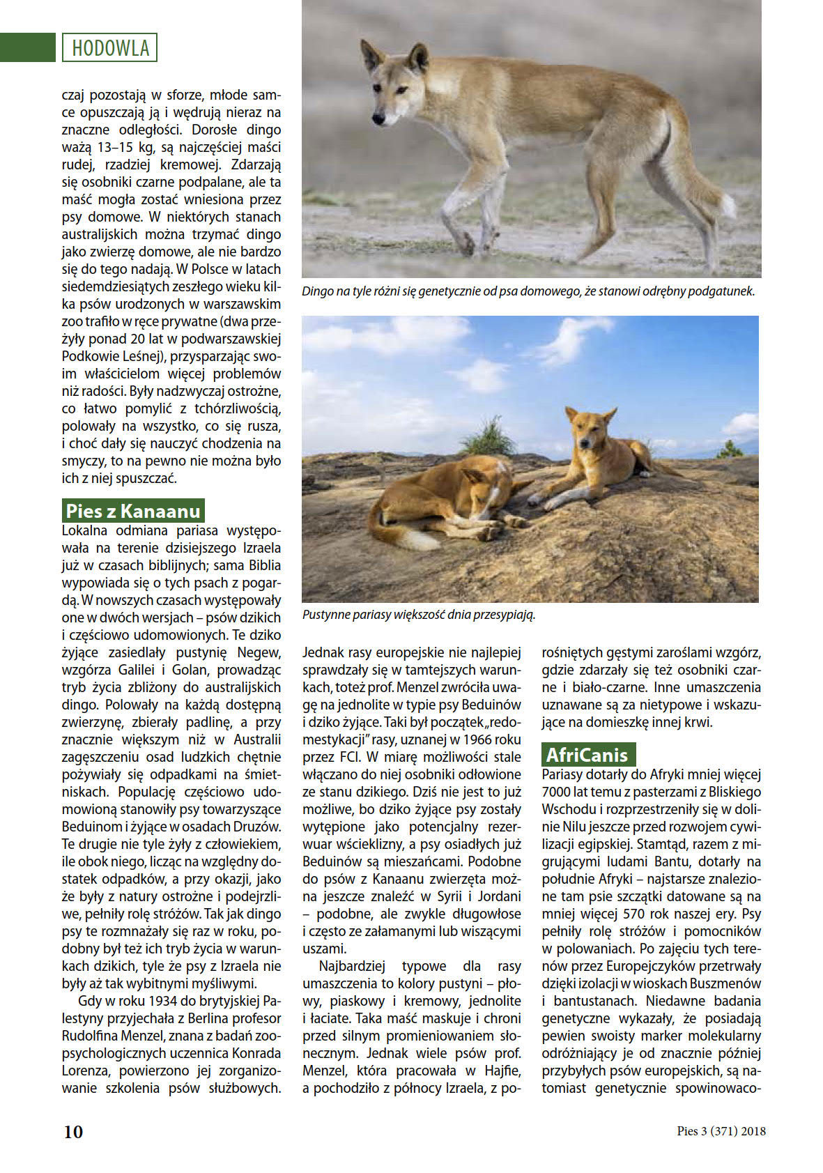 Article on primitive dogs, Polish Kennel Club magazine, August 2018