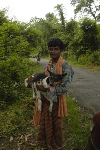 One of the village dogs sampled for the Shannon and Boyko genetic study. She belonged to a family in the Angul district of Odisha, Eastern India.